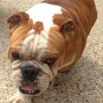 Farley