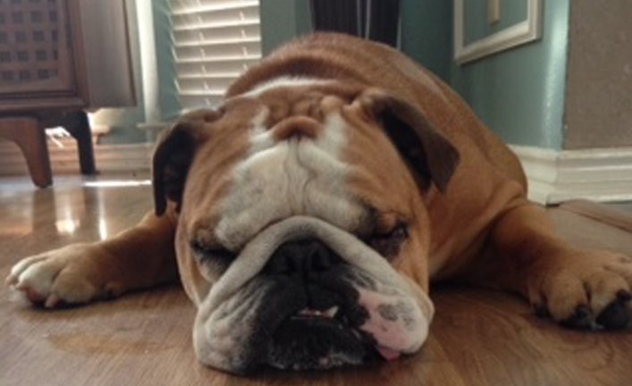 Max (now Ollie)