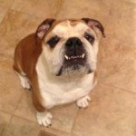 Winston