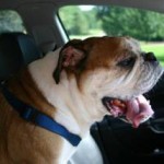 Winston