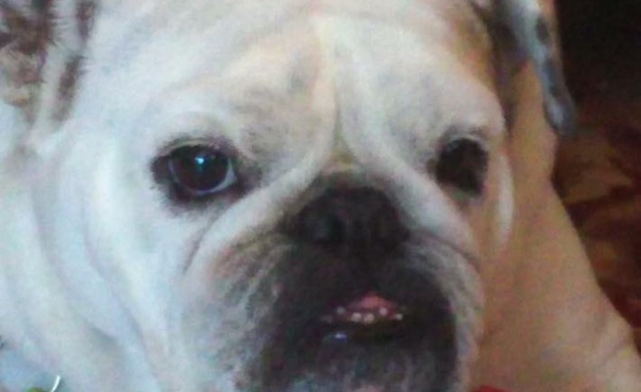 Lu Lu Dee (now Panzy)