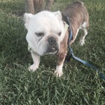 Petunia