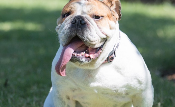 Lulu