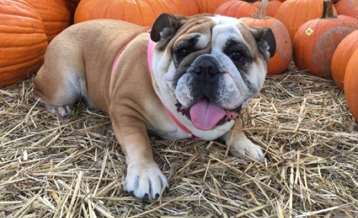 Ellie Mae Clampett