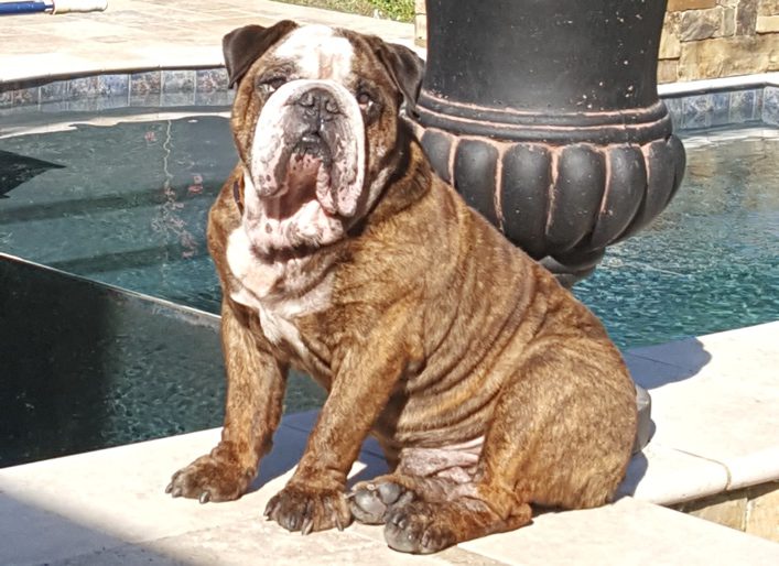 Mojo