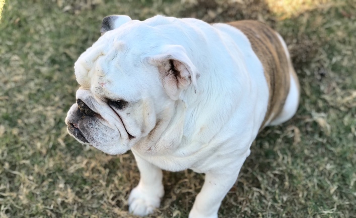 Tonka