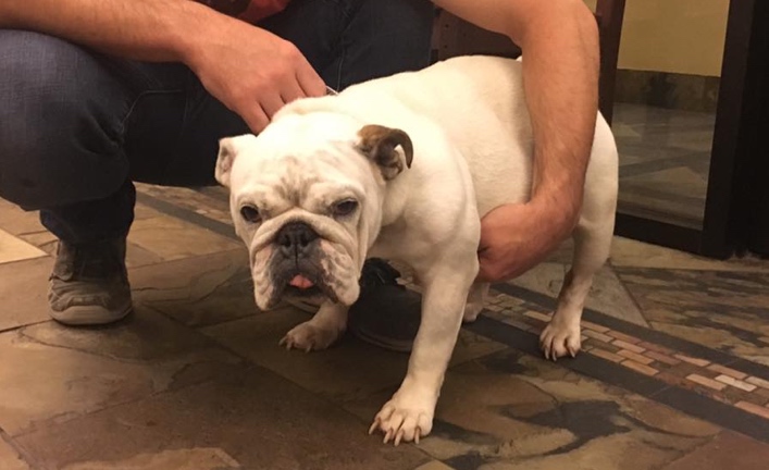 Bella