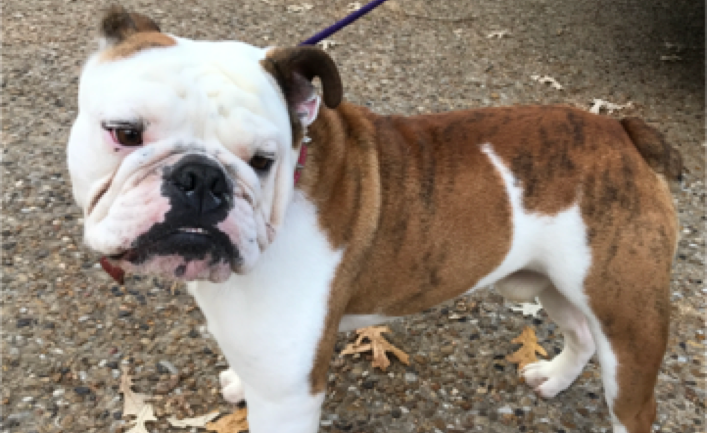 Napoli (formerly Napoleon)