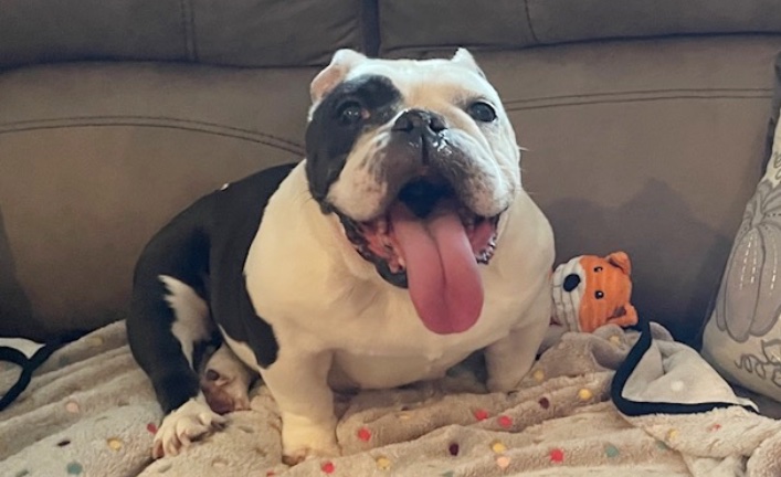 Lulu Bea