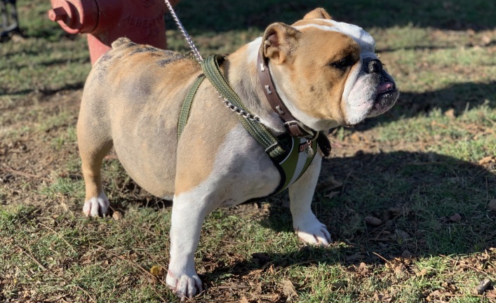 Jojo Dottie